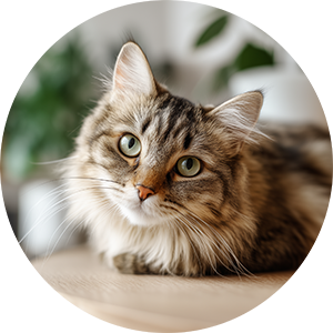 Kočky - Záruční doba - 24 měsíců