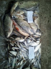 BÍLÁ RYBA 5-15cm 1kg